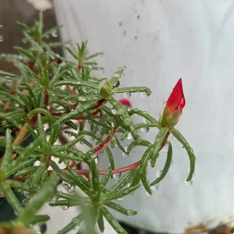 雨中的太阳花,每一个叶片每一根枝头上都挑着一个两个无数个的小 - 抖