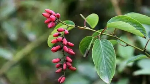 农村这种植物老鼠屎可用于风火牙痛盆栽盆景好材料漂亮