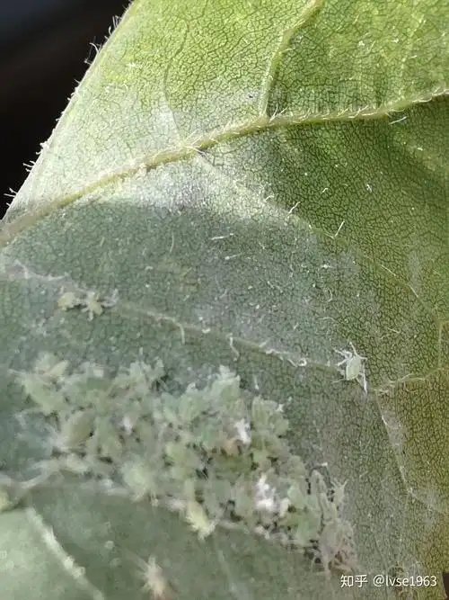 (2)空气中也没有虫卵附着在树叶上,蚜虫是不会凭空产生的.