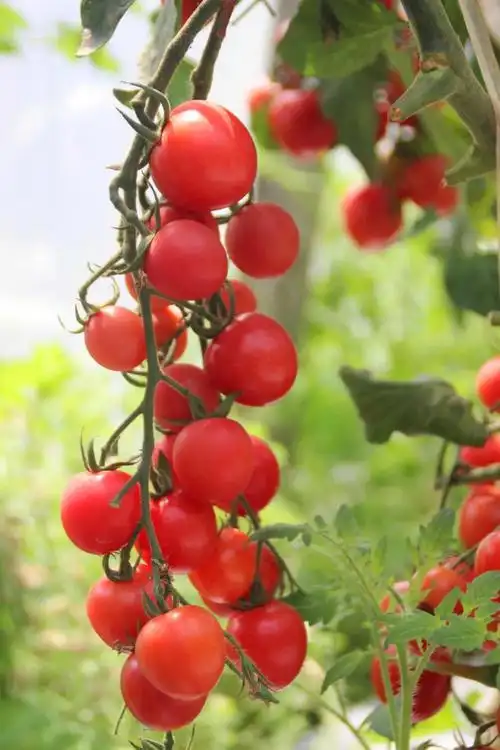 9.9元采摘小番茄,任吃还能带走!