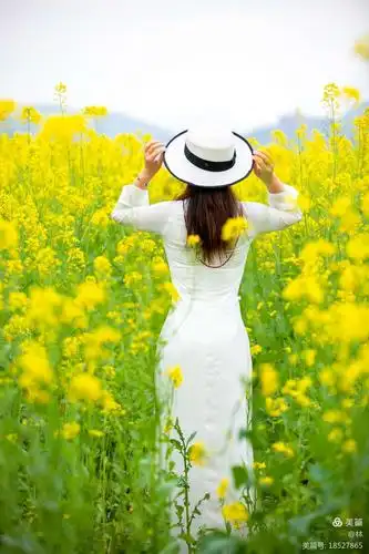 瓯北油菜花人像外拍