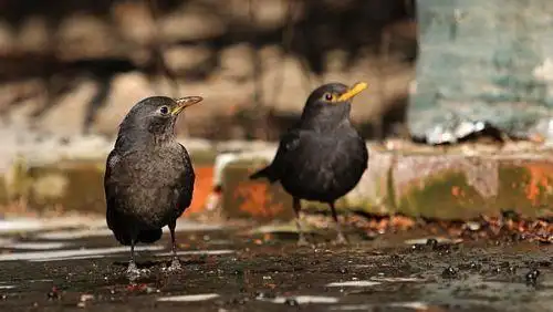 乌鸫鸟怎么分公母图片