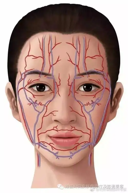 面部血管分布图