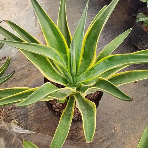 金边金边龙蛇兰黄金兰龙舌兰大苗多年生开花多肉植物 水培虎皮兰3棵