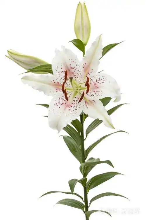 白色背景下分离的白色百合花