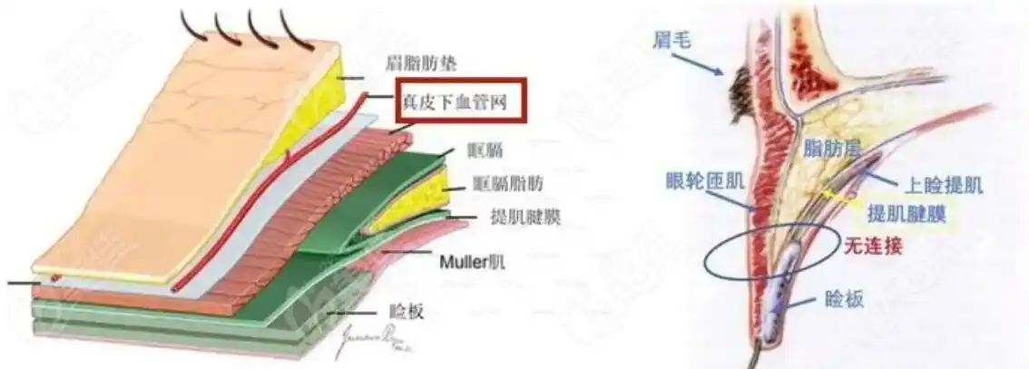 眼部组织结构层次
