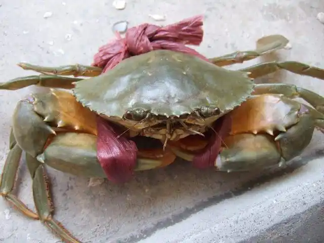 这个幸运的宁波人抓上来的3.2斤青蟹王,如何区分是否野生