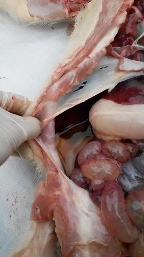 猪病症状描述今解剖一头猪大家看看这是什么病