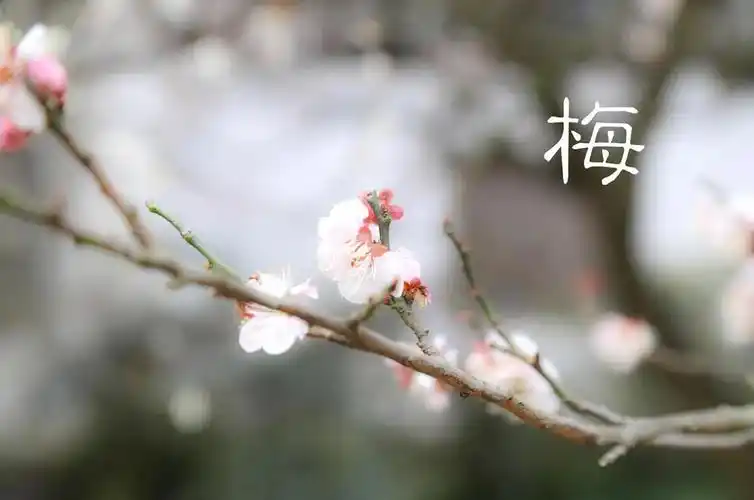 梅.jpg