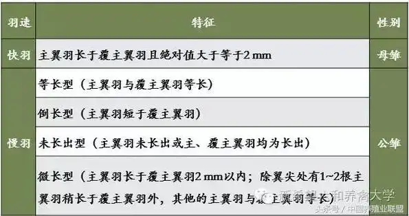 教你一招鉴别小鸡公母