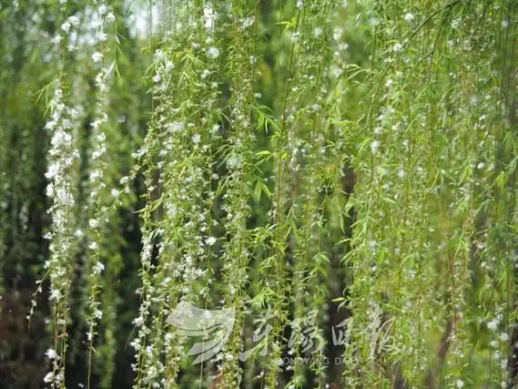 柳絮纷飞宛如"四月飘雪" 美腻极了!