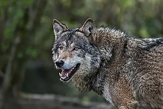 灰狼,瑞典,欧洲