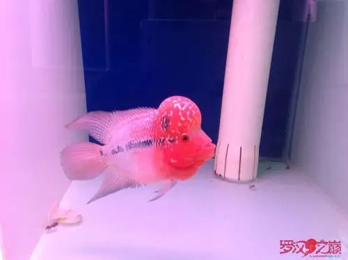 已售:鸿运罗汉中鱼a03