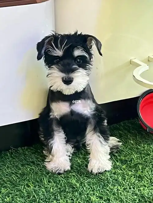 我家雪纳瑞呆萌颜值打几分