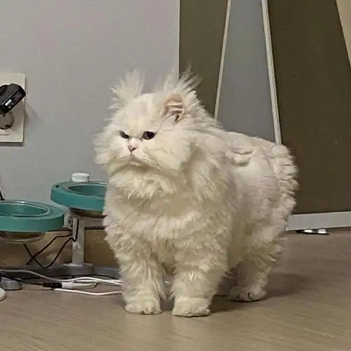 求这只炸毛的图