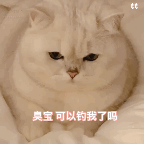 臭宝可以钓我了吗猫咪表情包猫咪臭宝表情