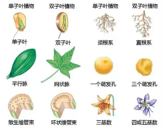 单子叶与双子叶植物区别: 单子叶植物1.种子的胚:具有一片顶生子叶2.