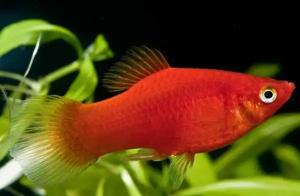 红月光鱼 - 月光鱼品种 - 月光鱼 - 小型观赏鱼 - 观赏鱼百科