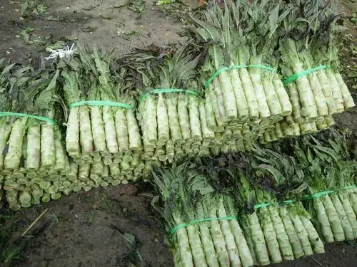 丰满,新鲜的莴苣看着都很舒服!