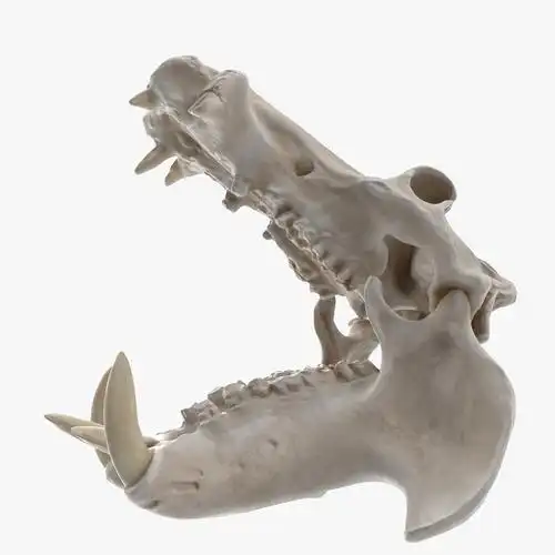 河马头骨3d模型