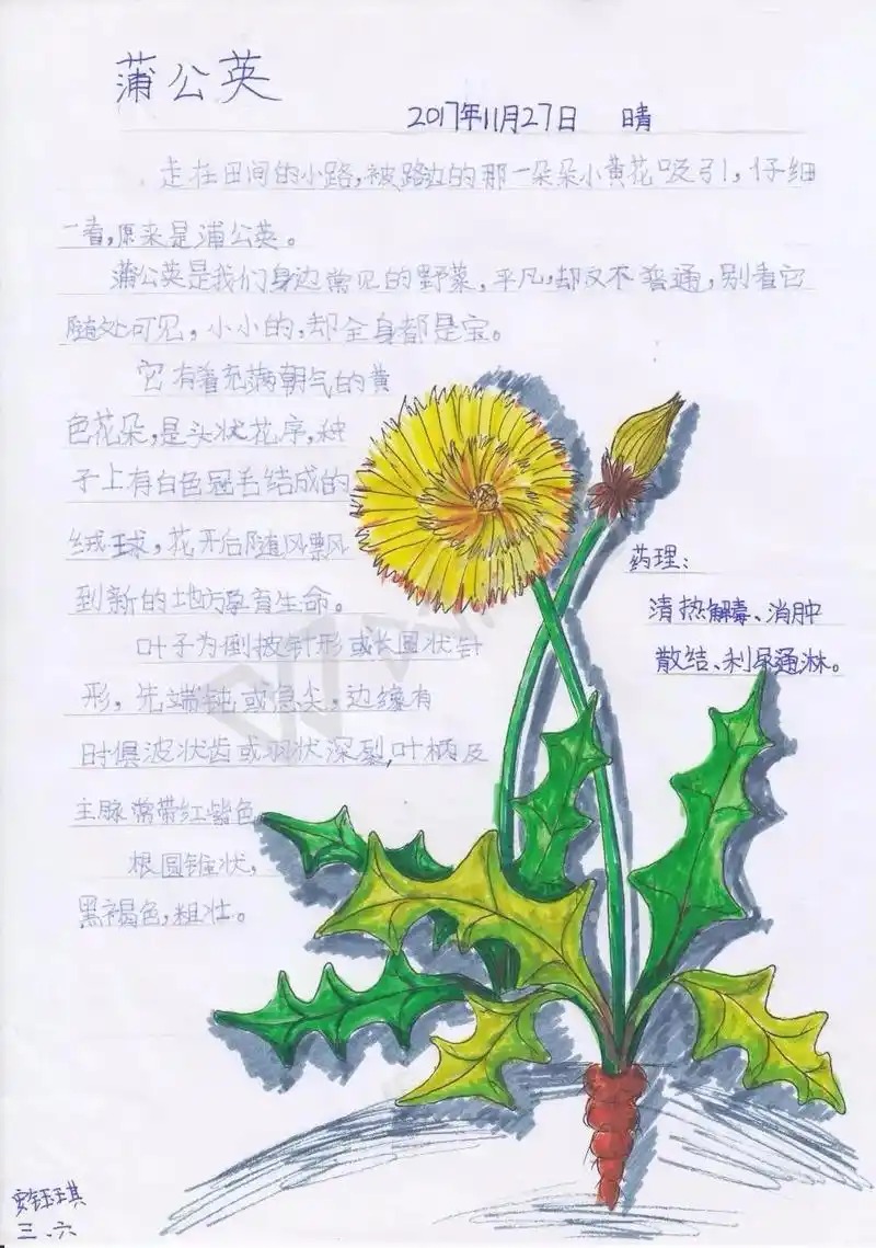 全国青少年自然笔记大赛优秀作品欣赏第一期