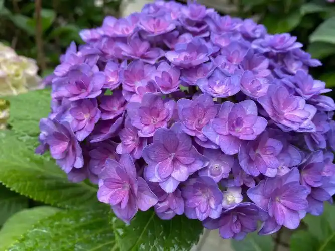 绣球品种介绍太阳神殿