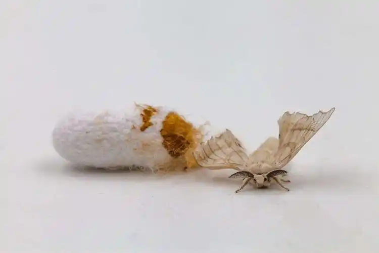 其它 科学报告———观察蚕的一生 写美篇约十天后,蚕蛾终于破茧而出.