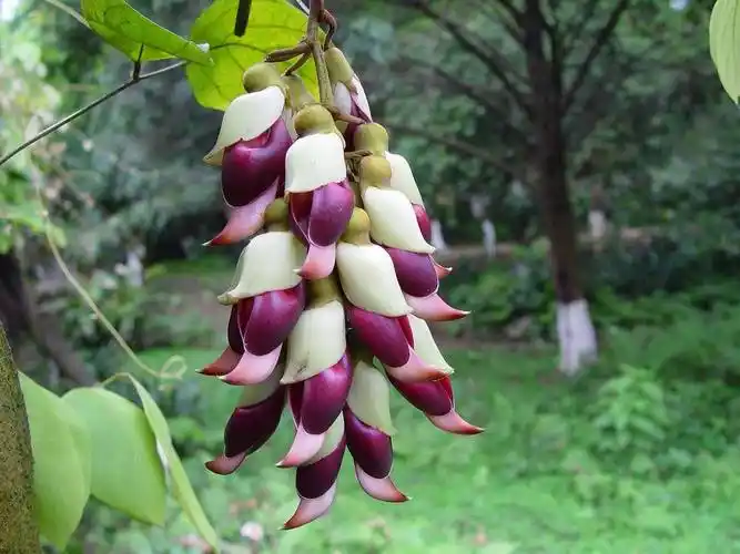 黑血藤 (中医学与中药学|医药)