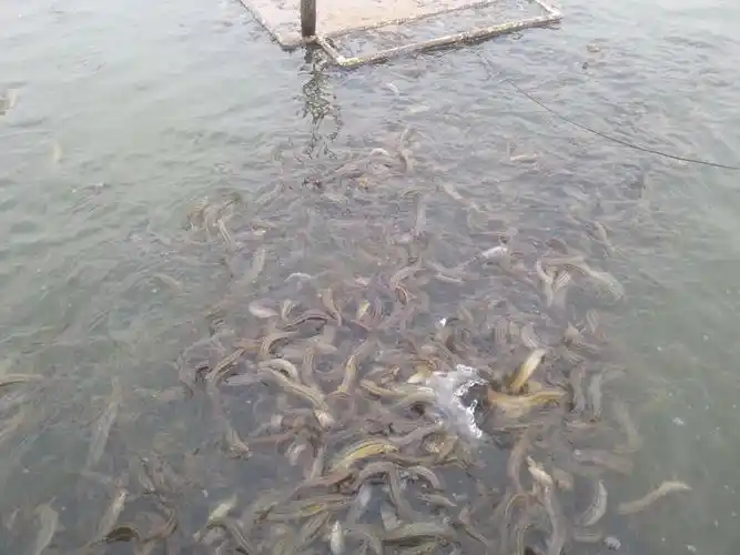 1,池塘养殖池塘养殖可以根据泥鳅不同发育阶段调节水位,在日常投喂,防