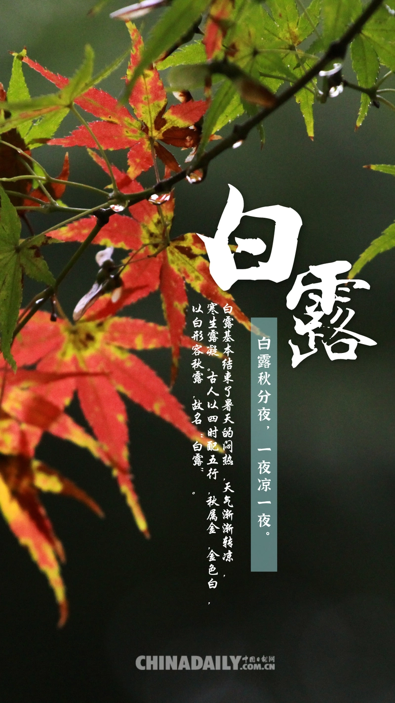 海报今日白露露从今夜白夜自此日凉