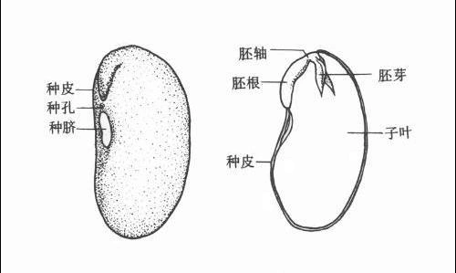 双子叶与单子叶的区别