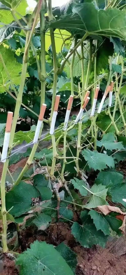 批发嫁接葡萄树 中国红玫瑰葡萄树 南北方种植葡萄树