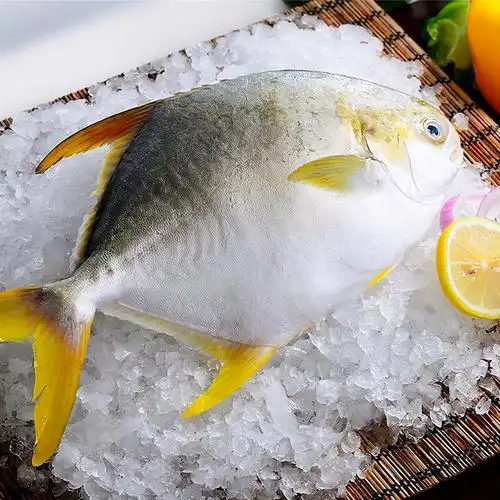 金昌鱼在家里怎么养小技巧「科普」 -骁龙网