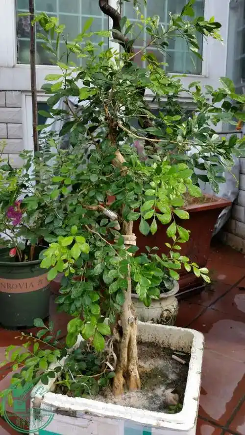 九里香设计图 - 盆景造型构思 - 岭南盆景网 - powered by discuz!