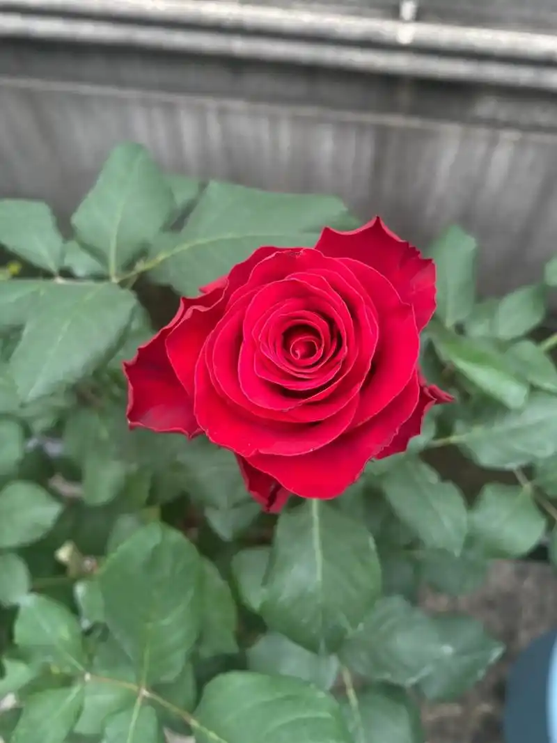 搞怕了,但现在修剪换盆好像都能天然避开刺 	 初开确实漂亮,花瓣厚实