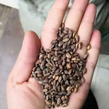 山西太原农户售自家加工的高质量油松种子35元一斤