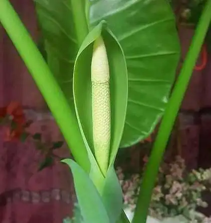 滴水观音植物有毒吗图片(滴水观音有毒,为什么又将它用作绿化盆栽?