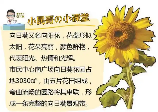 黄金周有什么景美还免费的地方介绍?来市民中心赏向日葵花海!