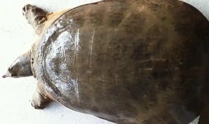 山瑞鳖的雌雄分辨小技巧,快来学习一下!