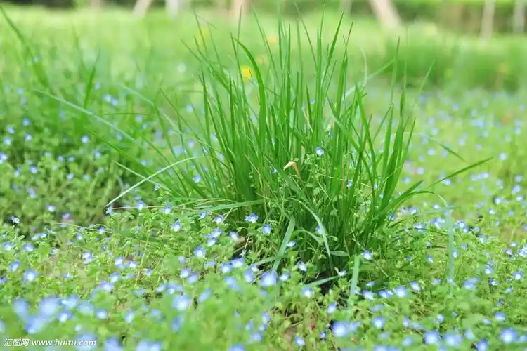 小草代表着身命力,是身命力的像征!是具有顽强生命力植物!