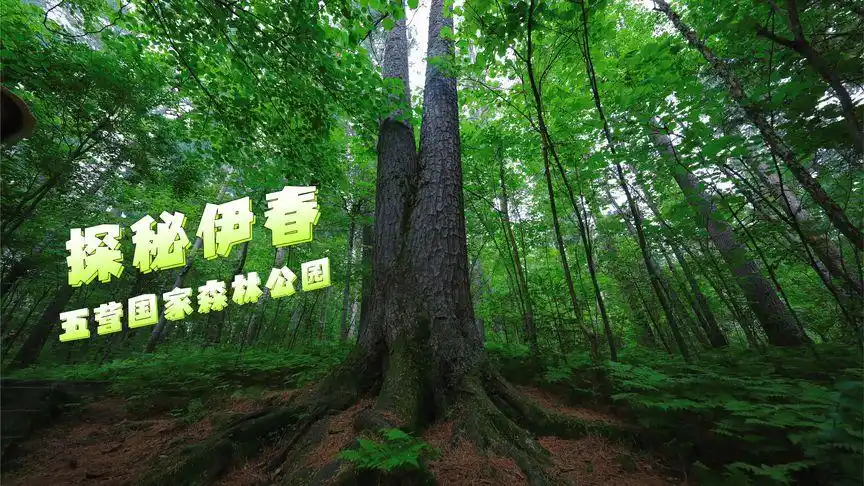 探秘伊春五营红松原始森林,呼吸大自然新鲜空气