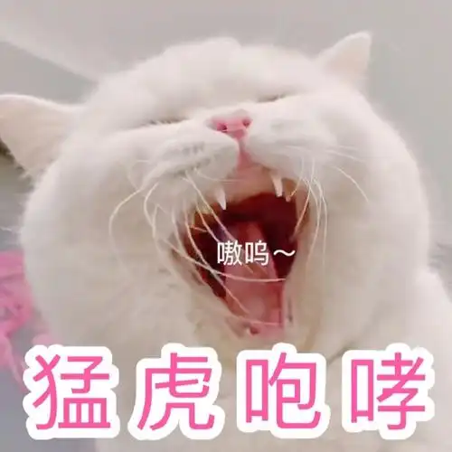 萌宠喵星人猛虎咆哮嗷呜呆萌可爱gif动图_动态图_表情包下载_soogif
