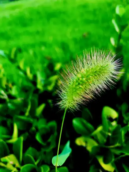 一株狗尾巴草