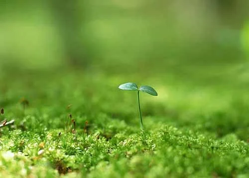 唯美绿色意境好看大图森系小清新图片