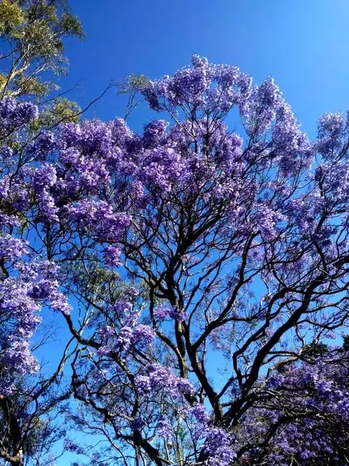 悉尼的蓝楹犹如紫气东来 【随拍】