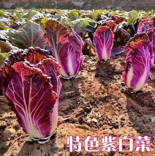 韩国进口紫白菜种子 特色结球圆白菜种子 紫宝110 早熟口感佳