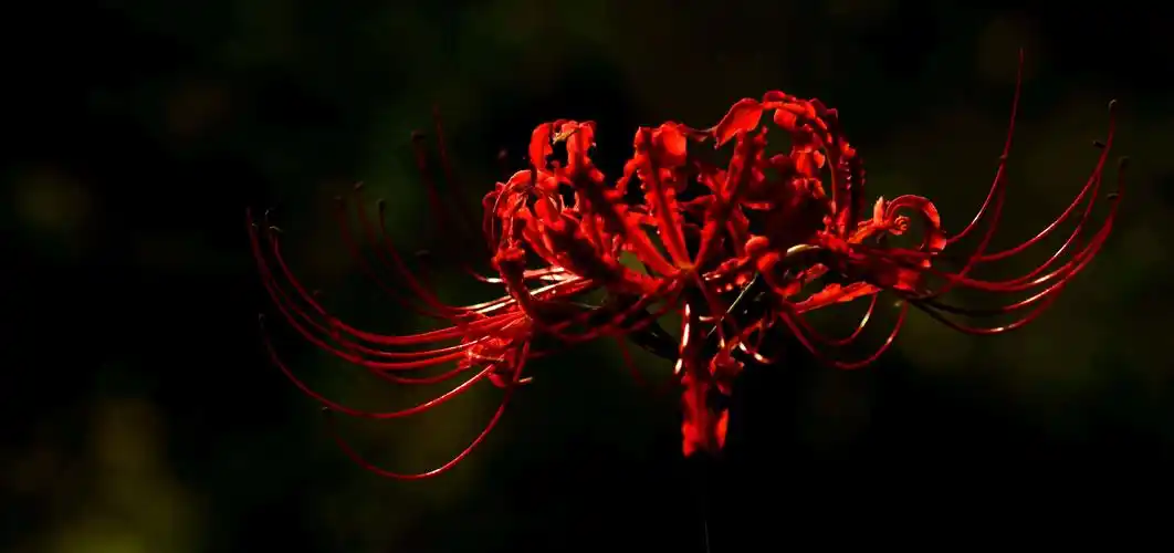 彼岸花好听的别名(彼岸花好听的别名有哪些)