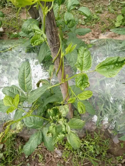 豇豆,是病毒病吗?