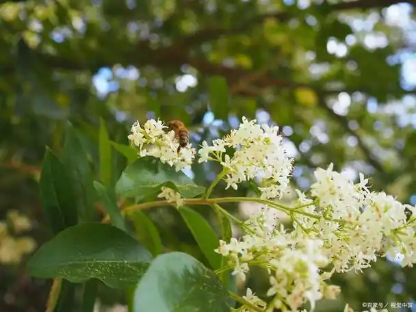 晚春樟树美诗七首:风散林香落浦沙,知是江边樟树花