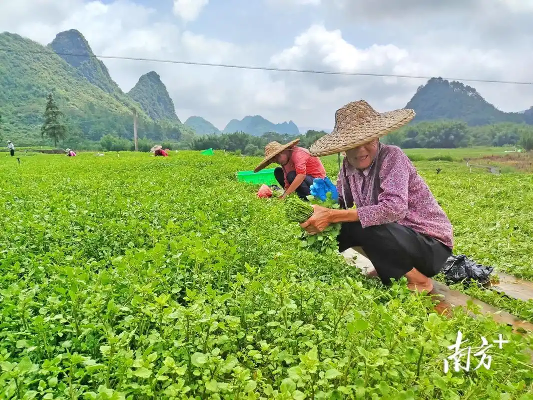 聚焦"百千万工程"|阳山县江英镇西田村西洋菜丰收上